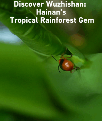 Discover Wuzhishan: Hainan’s Hidden Rainforest Paradise 🌿 video poster