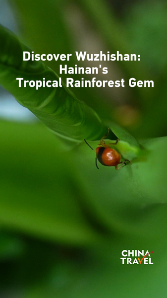 Discover Wuzhishan: Hainan’s Hidden Rainforest Paradise 🌿 video poster