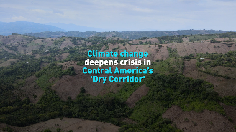 V7HG2L6F864PPICTUA9T - 🌍NewspaperAmigo – Your Global News Buddy 🗞️ Climate Crisis Intensifies in Central America’s Dry Corridor 🌍🔥 video poster
