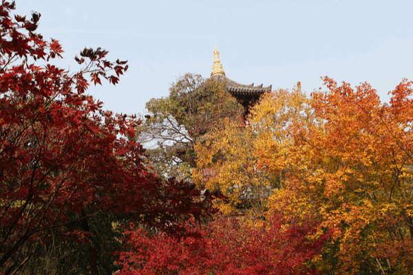 Xi'an's Ancient Park Dazzles in Autumn Splendor 🍂🏯