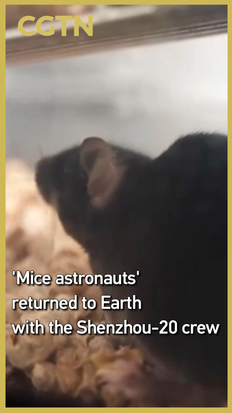 W9M2I80Y5RGYNYHO5R6P - 🌍NewspaperAmigo – Your Global News Buddy 🗞️ Shenzhou-20’s ‘Mice Astronauts’ Make History in Space Research 🐭🚀 video poster