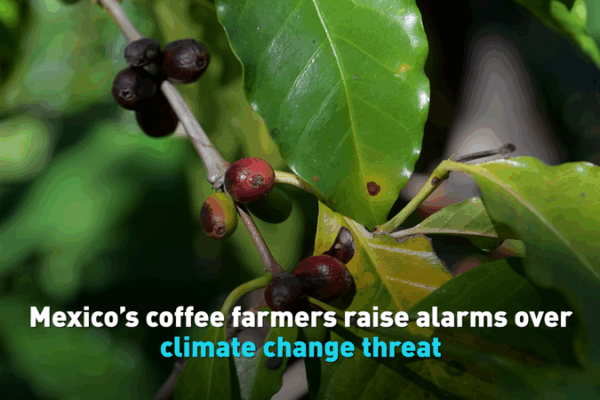 Climate Crisis Brews in Mexico’s Coffee Heartland ☕🌍 video poster