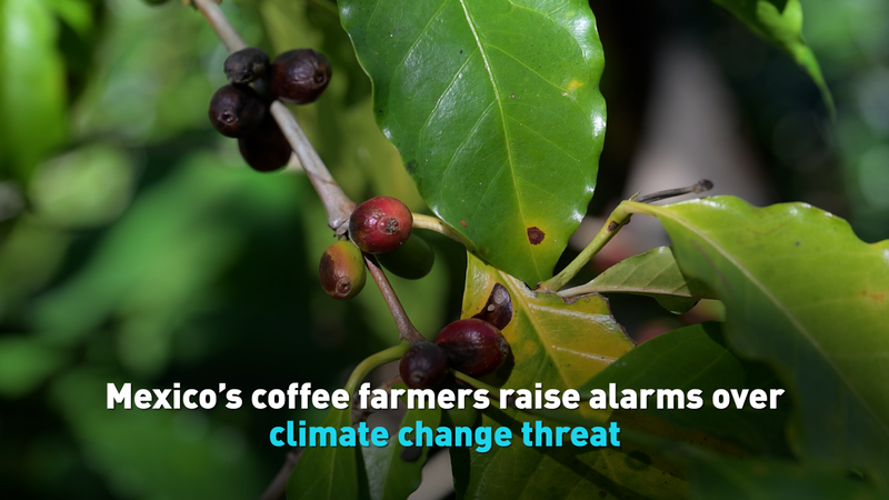 Climate Crisis Brews in Mexico’s Coffee Heartland ☕🌍 video poster