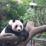 WFYYRQNCL47LHB43G31E - 🌍NewspaperAmigo – Your Global News Buddy 🗞️ Giant Pandas Steal Hearts in Hainan 🐼✨ video poster