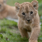 Quintuplet Lion Cubs Celebrate 1st Month with Outdoor Adventure 🦁✨