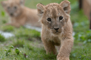 Quintuplet Lion Cubs Celebrate 1st Month with Outdoor Adventure 🦁✨