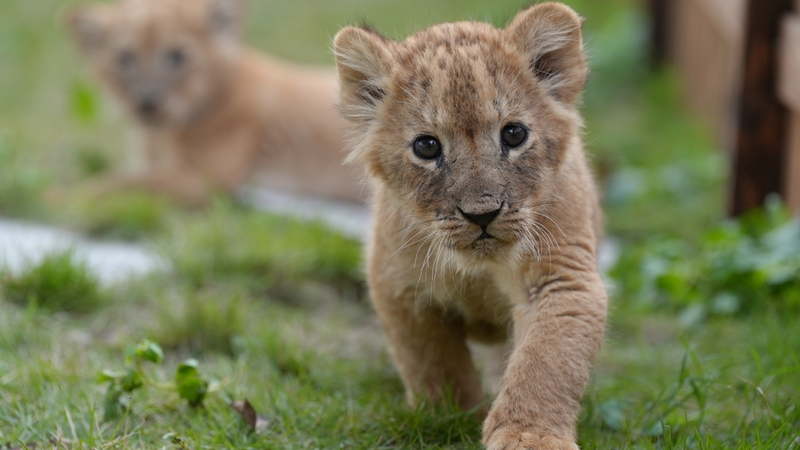 WIN93G9GIHKJXWTDP36Q - 🌍NewspaperAmigo – Your Global News Buddy 🗞️ Quintuplet Lion Cubs Celebrate 1st Month with Outdoor Adventure 🦁✨