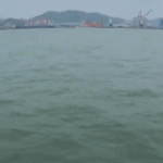 ‘Pandas of the Sea’ Make Waves in South China Waters 🌊🐬