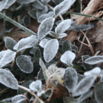 XYTAX21VY1ZARNZMFI6T - 🌍NewspaperAmigo – Your Global News Buddy 🗞️ Triple Cold Waves Hit China: Brace for Snow & Chill ❄️🌬️