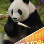 Meet Xing Ya: Chengdu’s Zen Panda Stealing Hearts in 2025 🐼 video poster