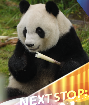 Meet Xing Ya: Chengdu’s Zen Panda Stealing Hearts in 2025 🐼 video poster