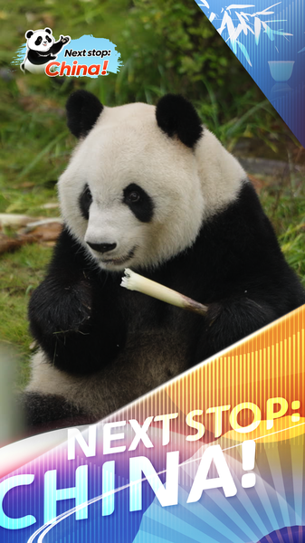 003K97DLWWU80NYCXZ6T - 🌍NewspaperAmigo – Your Global News Buddy 🗞️ Meet Xing Ya: Chengdu’s Zen Panda Stealing Hearts in 2025 🐼 video poster