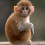 Chinese Scientists Decode Aging in Monkeys 🧬🐒