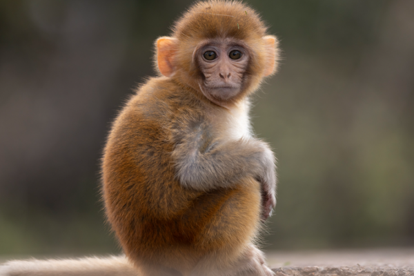 Chinese Scientists Decode Aging in Monkeys 🧬🐒