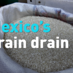 Mexico Shifts Grain Strategy Amid US Trade Tensions 🌾🇲🇽 video poster