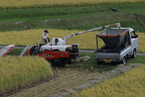 Japan's Farming Crisis Deepens as Workforce Drops 25% 📉