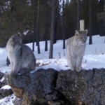 Tech Shields Inner Mongolia Wildlife in Record-Breaking Winter ❄️🦌 video poster