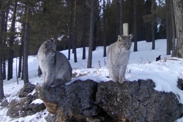 Tech Shields Inner Mongolia Wildlife in Record-Breaking Winter ❄️🦌 video poster