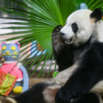 3NZNZBJPN9DHI8EWS4FZ - 🌍NewspaperAmigo – Your Global News Buddy 🗞️ Hainan’s Giant Pandas Steal Hearts with Playful Antics 🐼🌴 video poster