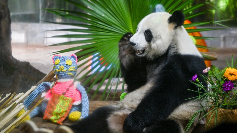 Hainan’s Giant Pandas Steal Hearts with Playful Antics 🐼🌴 video poster