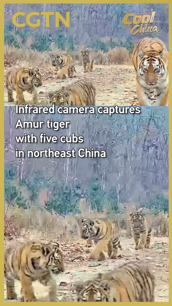 Rare Amur Tiger Family Caught on Camera in Northeast China 🐅📸 video poster