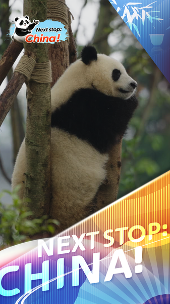 Chengdu’s Giant Pandas: Fluffy Ambassadors Steal Global Hearts 🐼🌍 video poster