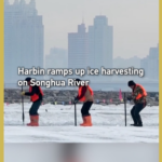 66JLPBXHKYK5A7CN9IMD - 🌍NewspaperAmigo – Your Global News Buddy 🗞️ Harbin Kicks Off Massive Ice Harvest for 2025 Winter Spectacle ❄️ video poster