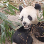 Pandas Return Home: A Tale of China-France Friendship 🐼🇨🇳🇫🇷 video poster