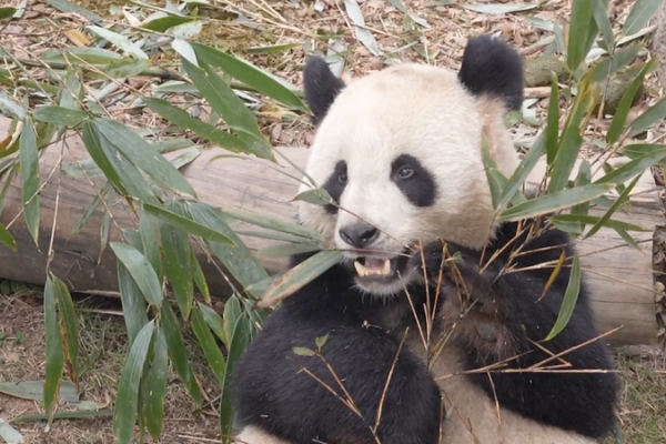 Pandas Return Home: A Tale of China-France Friendship 🐼🇨🇳🇫🇷 video poster