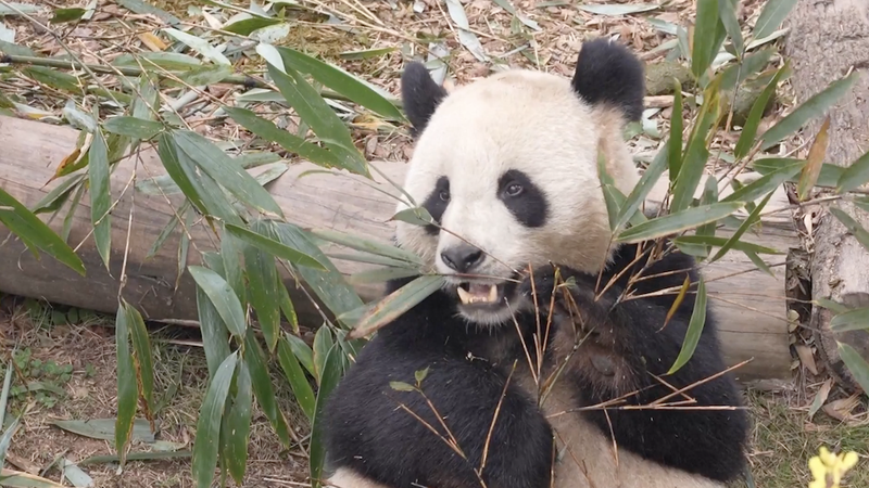 Pandas Return Home: A Tale of China-France Friendship 🐼🇨🇳🇫🇷 video poster