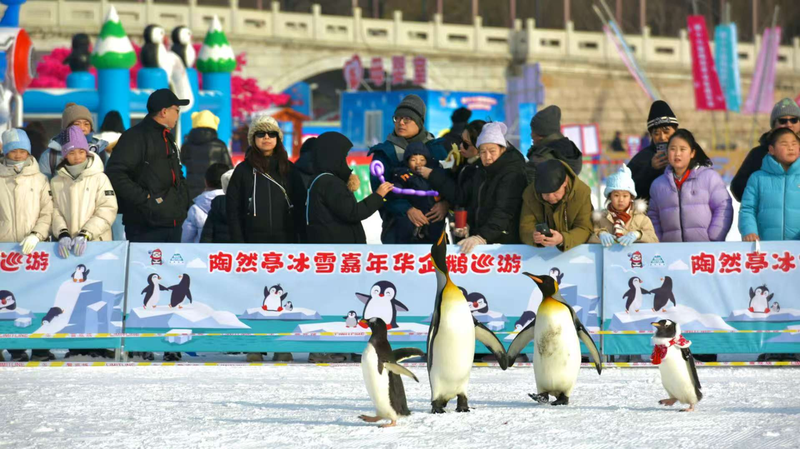 ❄️ Beijing's Taoranting Park Ice Carnival Lights Up Winter 2025! video poster