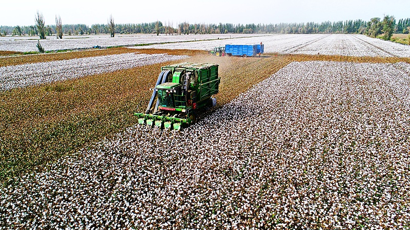 Xinjiang’s Cotton Boom: China’s 2025 Harvest Smashes Records 🌾📈