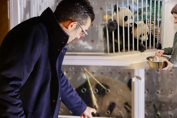 France to Welcome New Giant Pandas in 2027 After Farewell to Huan Huan & Yuan Zi 🐼✨