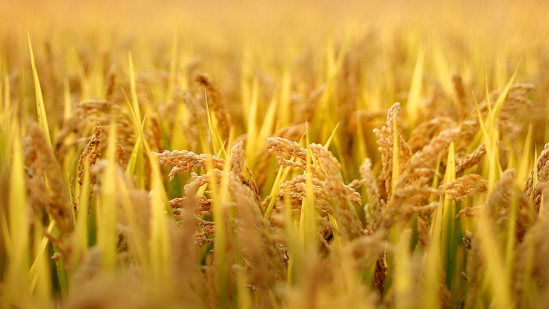 🌱 Global Team Cracks Crop Killer’s Code, Boosts Food Security