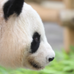 Japan Theme Park Launches Panda Keeper Experiences to Boost Tourism 🐼🎢