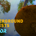 AS71A9BTKZGGLAVZB7T8 - 🌍NewspaperAmigo – Your Global News Buddy 🗞️ Fungi's Hidden Power: Earth's Silent Climate Heroes 🌱💪 video poster