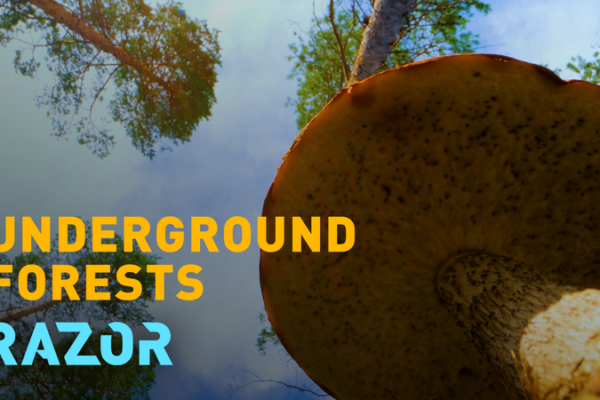 Fungi's Hidden Power: Earth's Silent Climate Heroes 🌱💪 video poster