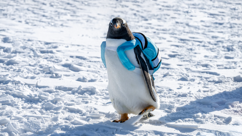 ATT36E5VU001L7HI1HQ6 - 🌍NewspaperAmigo – Your Global News Buddy 🗞️ Adorable Penguins Steal the Show at Heilongjiang Ice Festival ❄️🐧