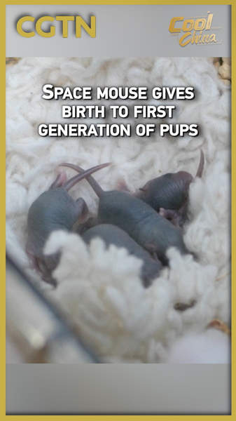 Space Mouse Makes History: First Offspring Born Post-Mission 🚀🐭 video poster