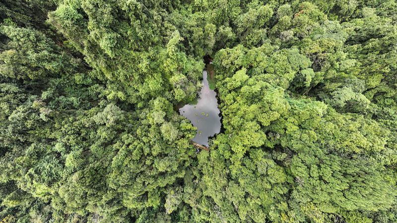 China Boosts Forestry & Grassland Conservation by 180% 🌱📈