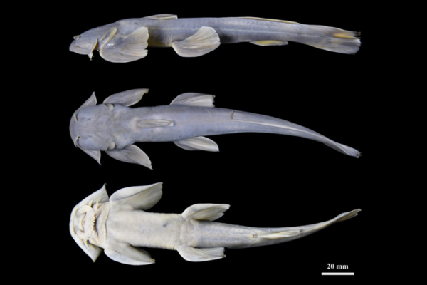 New Catfish Species Discovered in China's Xizang 🐟🌏
