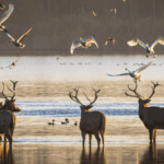 CTU4X1HH4KMOFE1NTTH3 - 🌍NewspaperAmigo – Your Global News Buddy 🗞️ Milu Deer Make Epic Comeback in China After 40 Years 🌿🦌