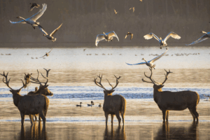 Milu Deer Make Epic Comeback in China After 40 Years 🌿🦌