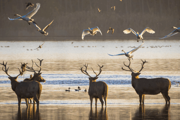 Milu Deer Make Epic Comeback in China After 40 Years 🌿🦌