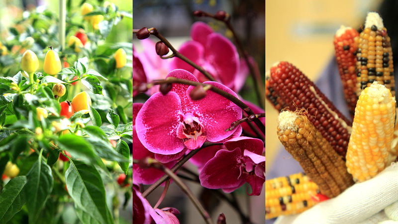 High-Tech Farming Blooms in Shandong: Beauty Meets Innovation 🌱💡