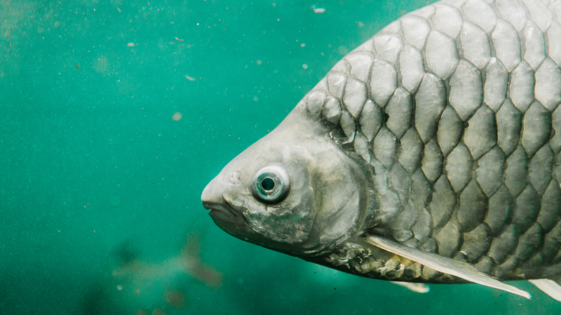 China’s CRISPR Breakthrough: Bone-Free Carp Hits Dinner Tables 🐟✂️