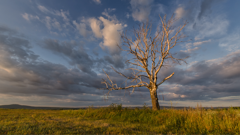 Chinese Scientists Map Hidden Carbon Networks Nationwide 🌱🛰️