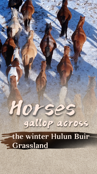 Galloping Through Winter: Horses Light Up Hulun Buir Grassland 🐎❄️ video poster
