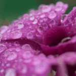 Hainan's Orchid Boom: Flowers Fuel Economic Growth 🌸💼