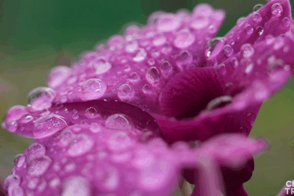 Hainan's Orchid Boom: Flowers Fuel Economic Growth 🌸💼